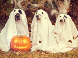 campagna instagram halloween