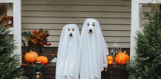 Halloween su Pinterest: il brand condivide i suoi insight sulle ricerche pinterest halloween foto