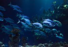 Strategia di marketing Oceano Blu: cos’è e perchè è importante conoscerla strategia oceano blu foto